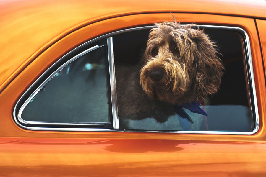 dog in a car